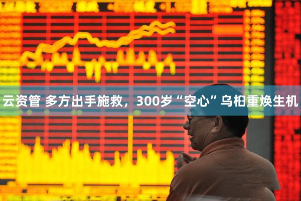 云资管 多方出手施救，300岁“空心”乌桕重焕生机